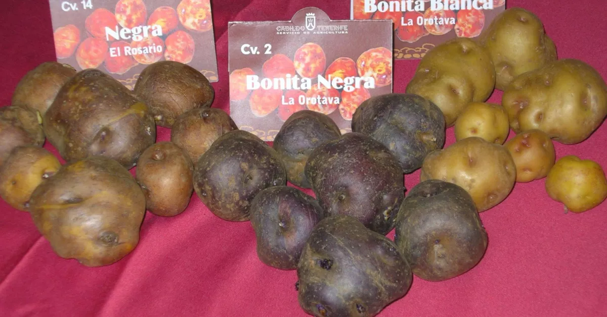 Unas papas de La Orotava./ CEDIDA