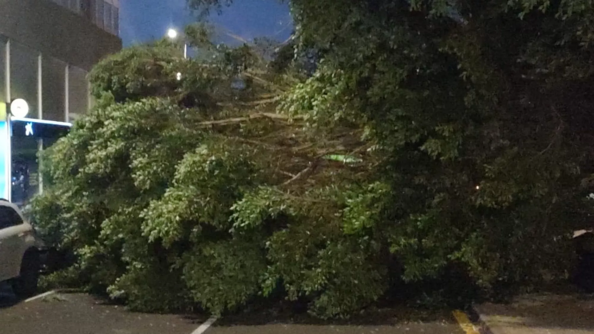 Árbol caído en la avenida de Los Majuelos (La Laguna)./ POLICÍA LOCAL