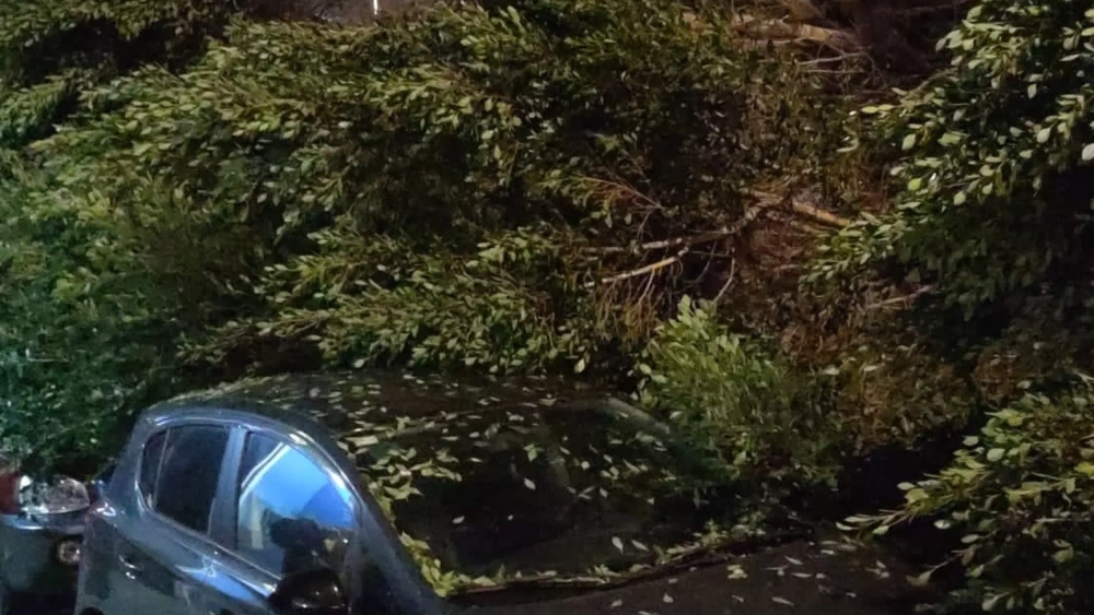 Árbol caído en la avenida de Los Majuelos (La Laguna)./ POLICÍA LOCAL