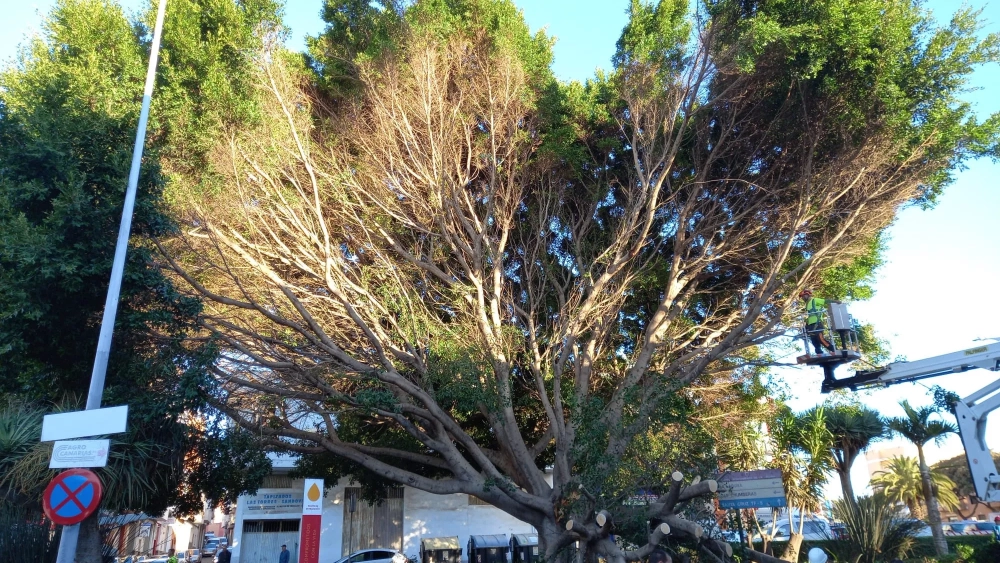 Estado en el que ha quedado el árbol de la avenida de Los Majuelos tras el desplome de parte de su copa./ CEDIDA