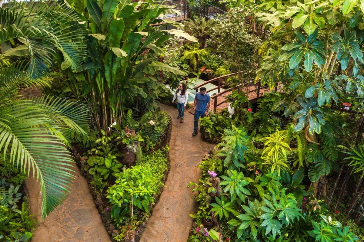 Mariposario del drago. / ISLAS CANARIAS
