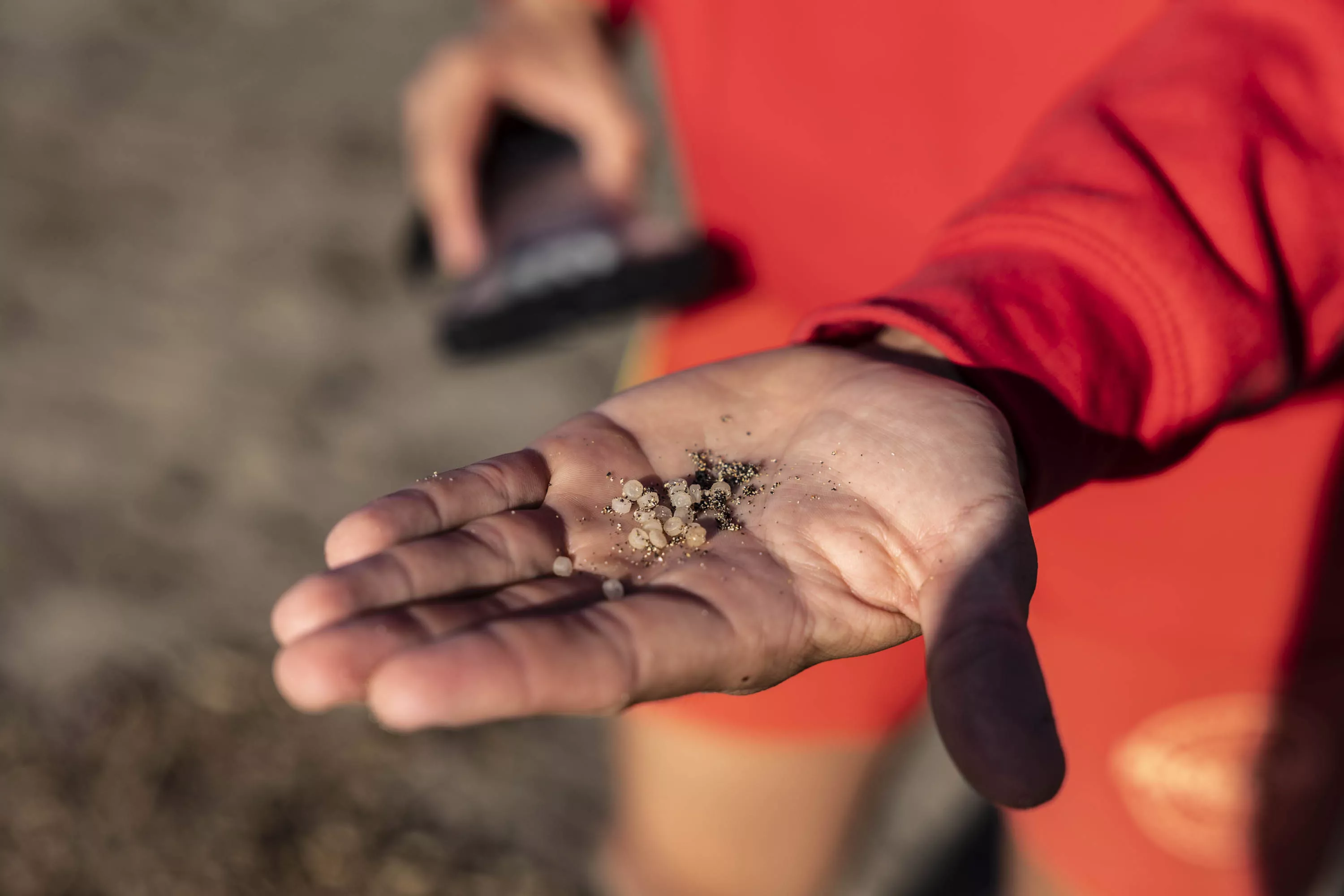 El socorrista de las piscinas y playa de Bajamar (Tenerife) recoge partículas de plástico que arrastró la marea a los largo del día. / MIGUEL BARRETO-EFE