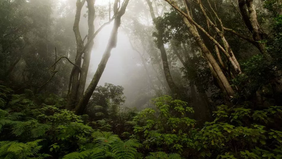 Parque Nacional Garajonay en Canarias| LA GOMERA