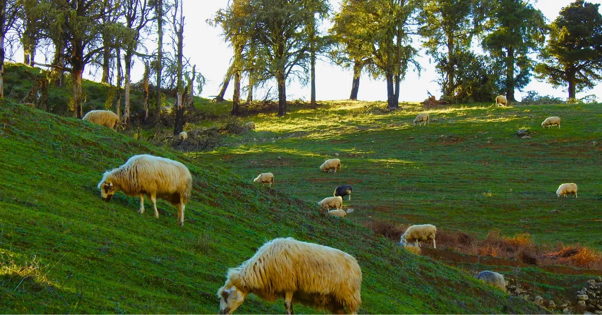 Imagen de ovejas pastando en Monte Pavón / JÉSSICA SANTANA Imagen de ovejas pastando en Monte Pavón / JÉSSICA SANTANA