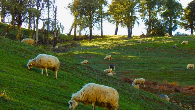 Imagen de ovejas pastando en Monte Pavón / JÉSSICA SANTANA