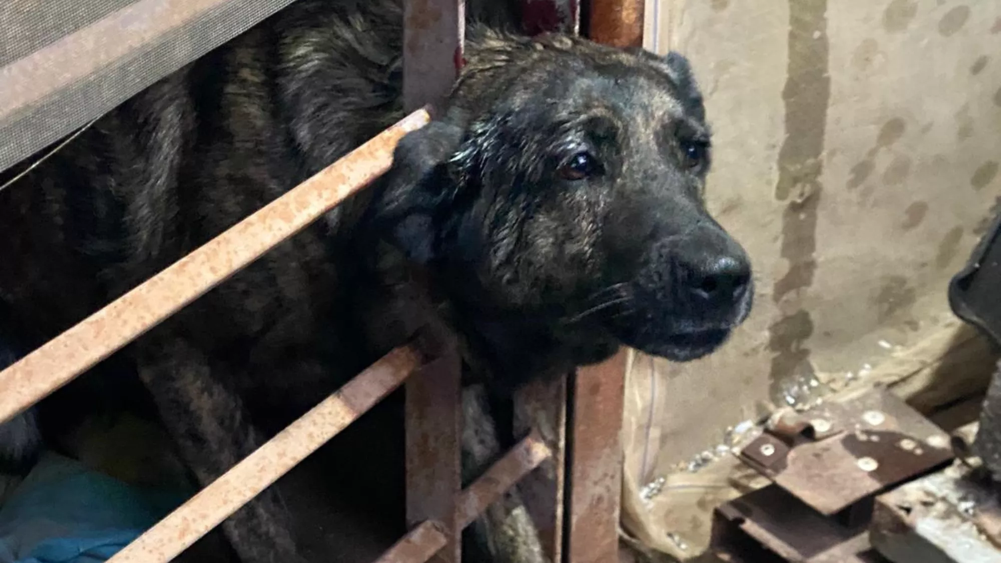 Imagen del perro atrapado entre barrotes / BOMBEROS GRAN CANARIA