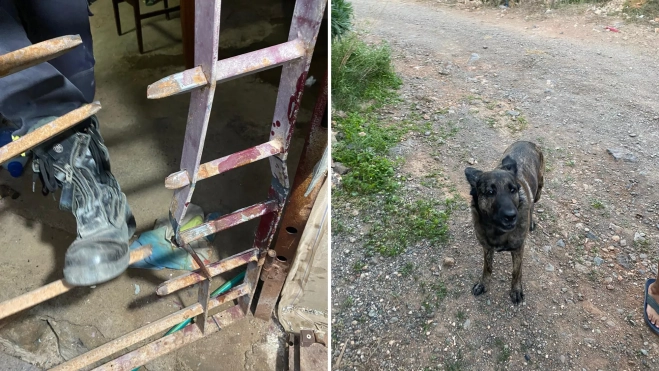 Imagen del perro rescatado por los bomberos / BOMBEROS GRAN CANARIA