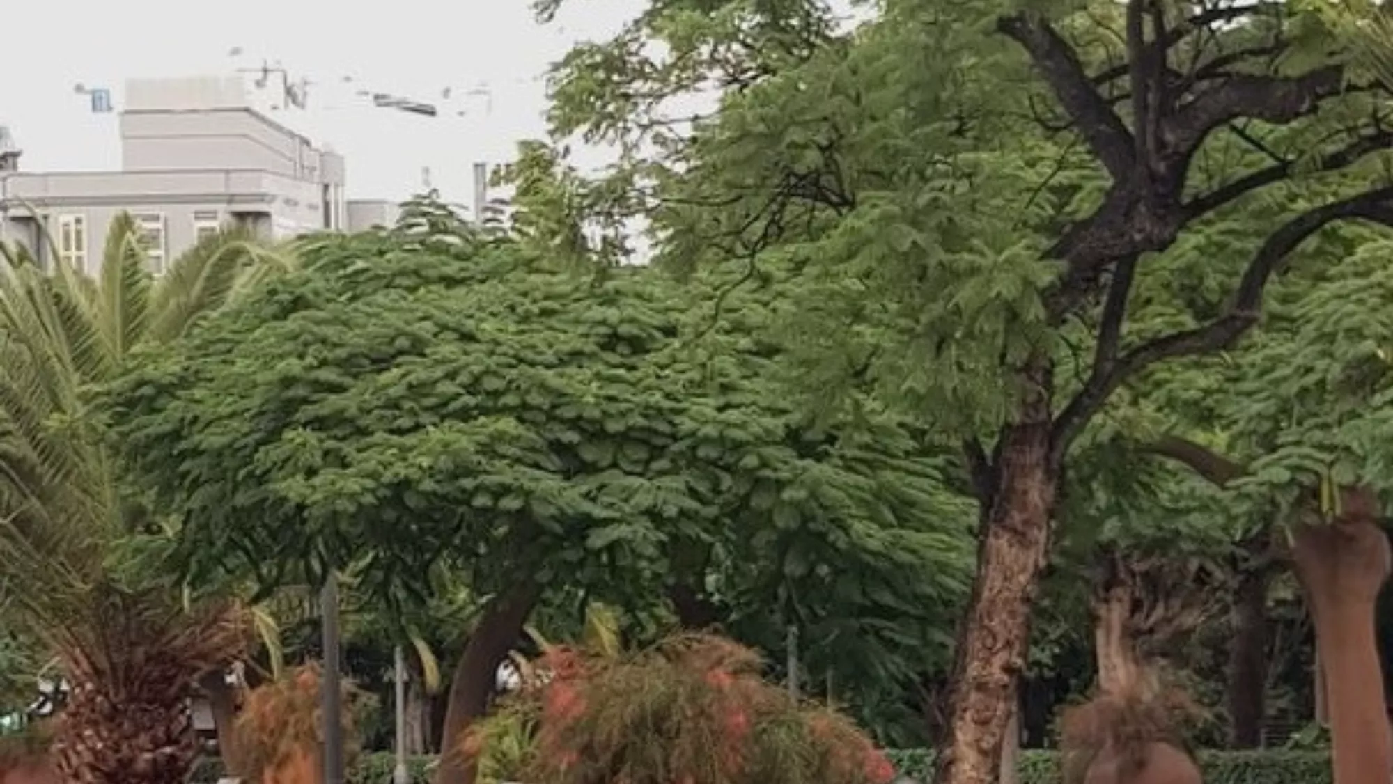 Imagen de los árboles de Ramblas de Las Tinajas  AYUNTAMIENTO DE SANTA CRUZ DE TENERIFE