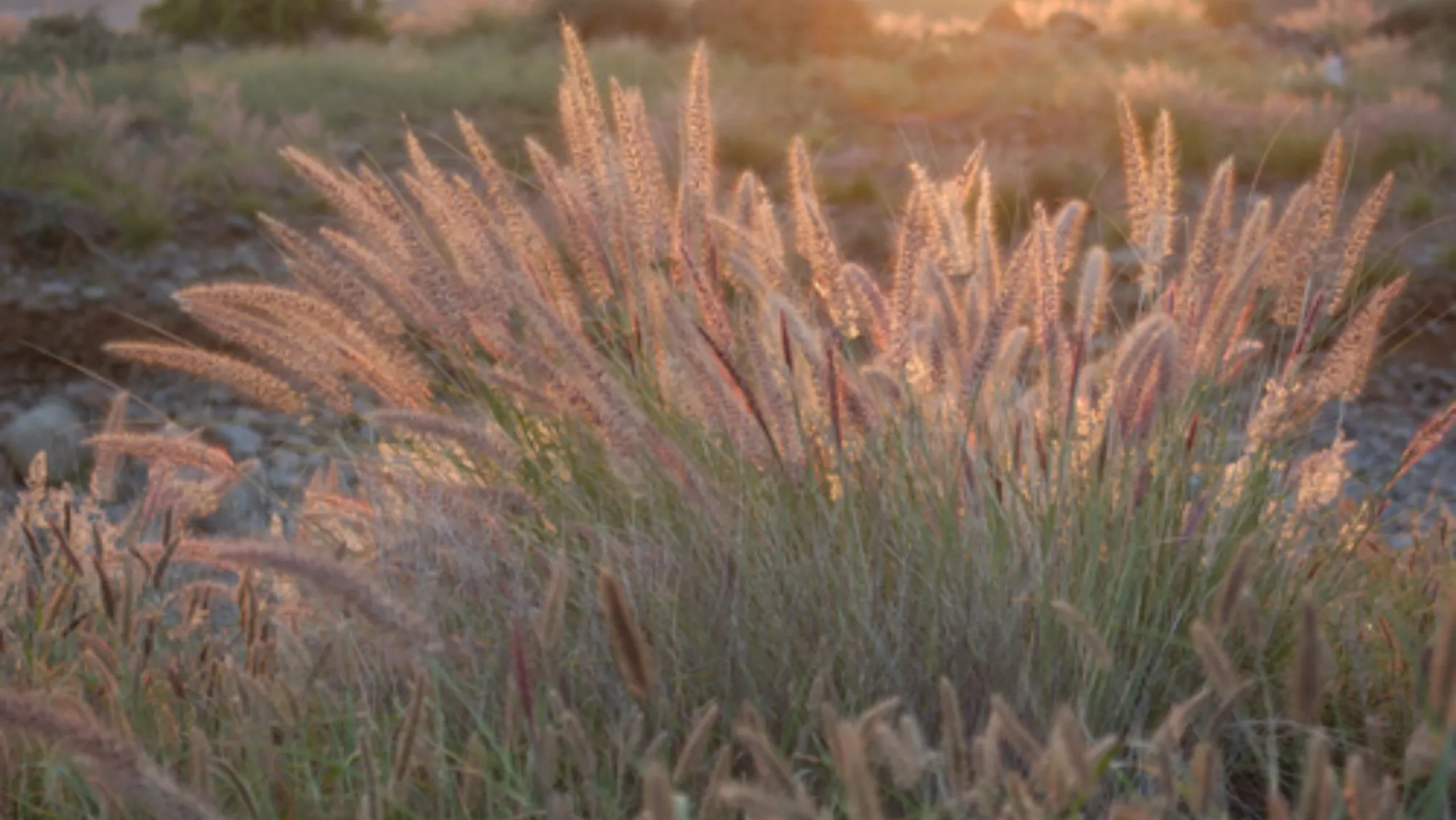 Rabo de gato / CABILDO DE GRAN CANARIA