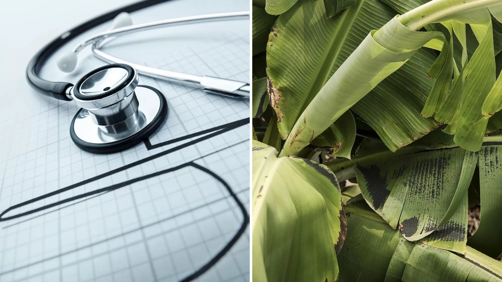 Cuatro startups canarias entre las 100 mejores de entradas / MONTAJE AH Cuatro startups canarias entre las 100 mejores de entradas / MONTAJE AH