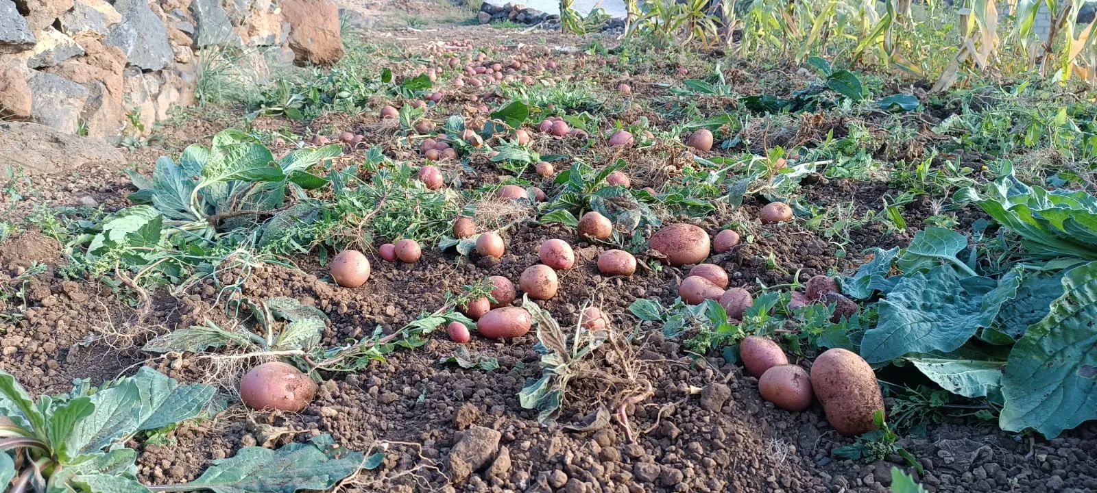 Papas en un terreno de Tenerife. / CEDIDA