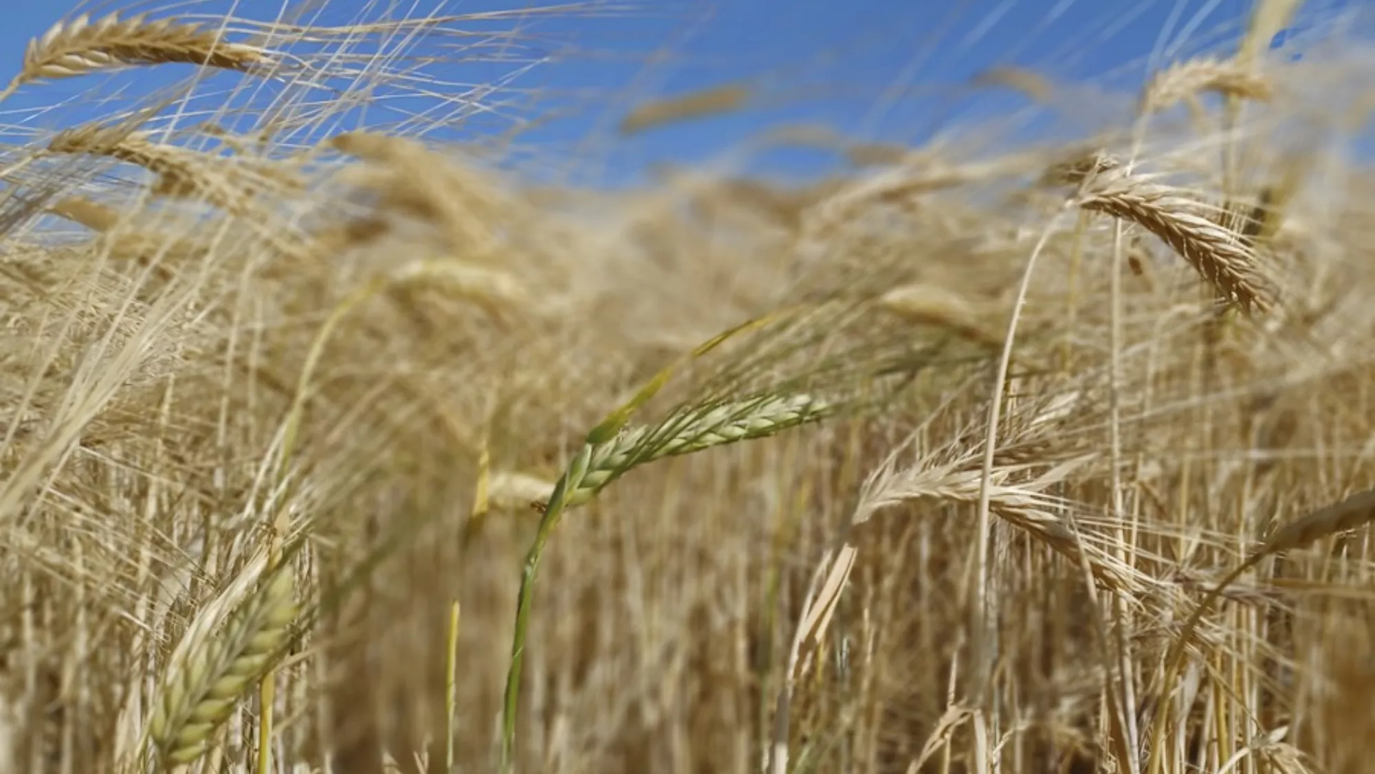 Cultivo de trigo / EFE 