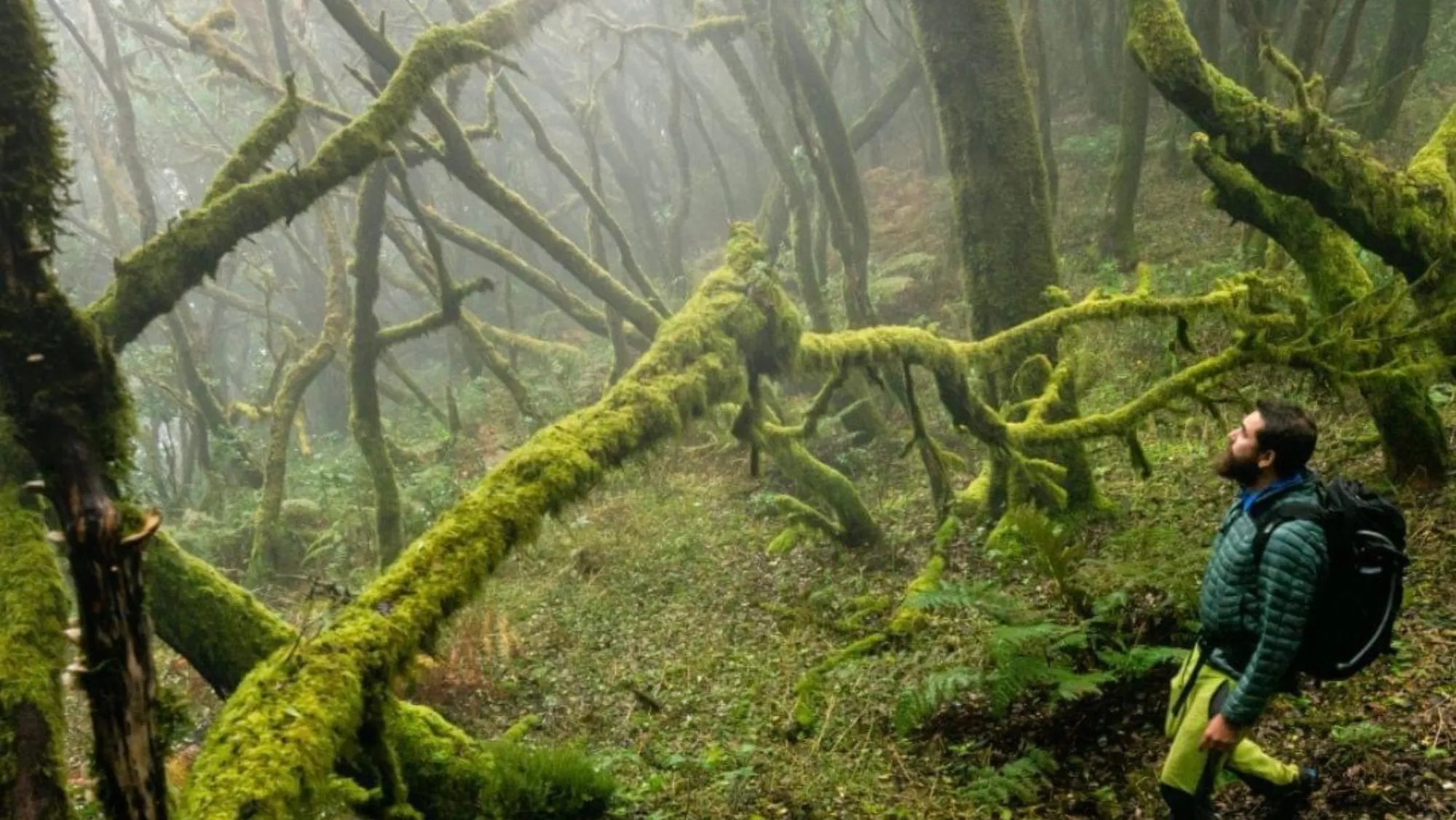 Senderista en el Parque Nacional de Garajonay / CABILDO DE LA GOMERA 