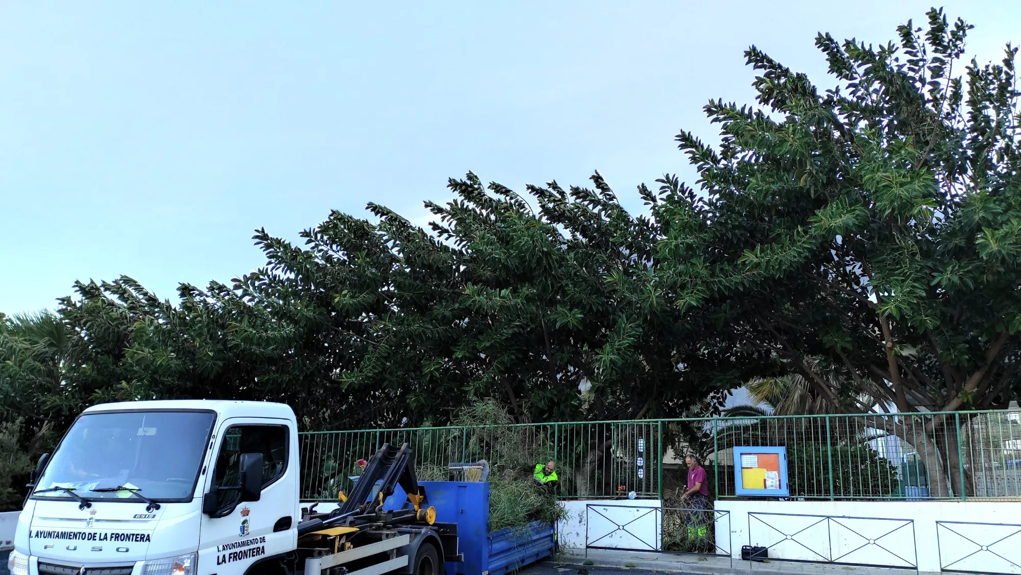 Viento en Canarias y árboles caídos. /AYUNTAMIENTO DE LA FRONTERA