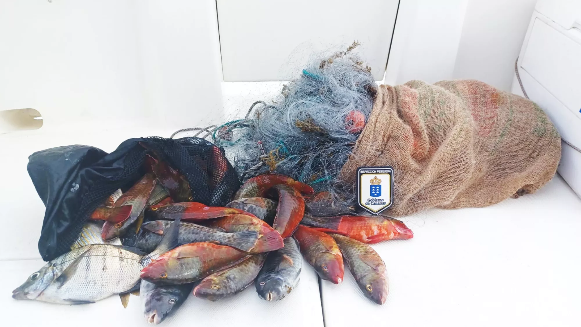 Imagen de pescado ilegal interceptado en Tenerife / GOBIERNO DE CANARIAS