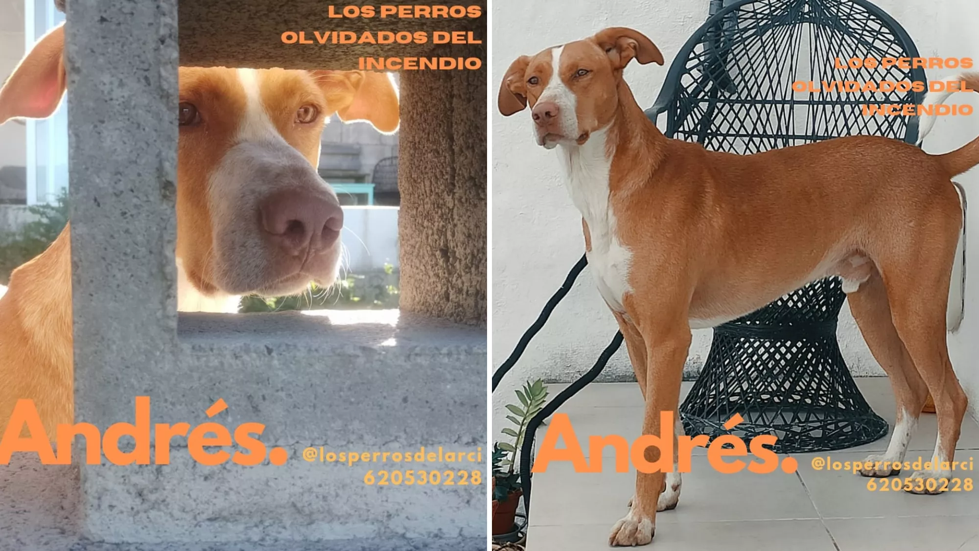 Andrés, un perro abandonado del incendio de Tenerife./ CEDIDAS
