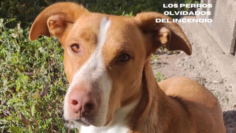 Andrés, último perro olvidado en el incendio de Tenerife./ CEDIDA