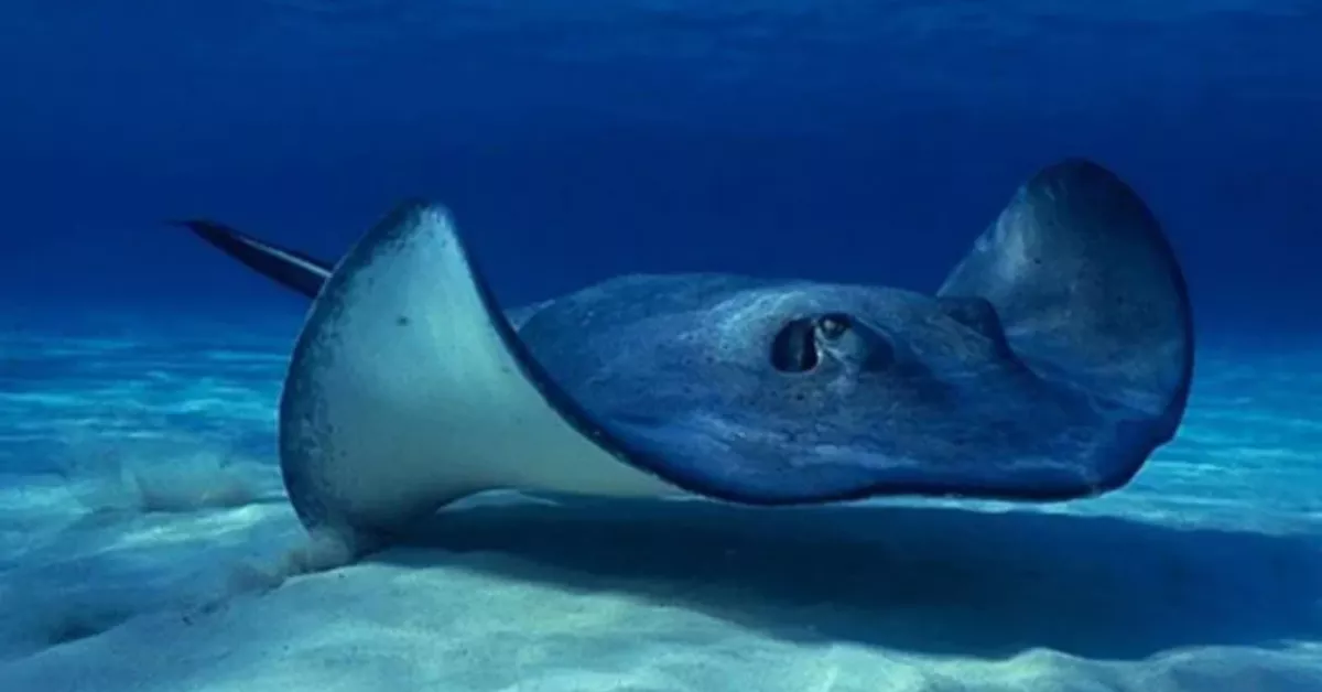 Una raya, una especie de elasmobranquio entre las que hay también tiburones./ ARCHIVO