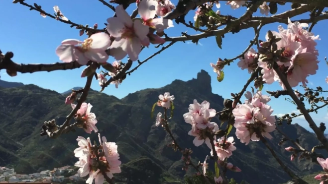 Almendros en flor con el Roque Nublo al fondo / CABILDO DE GRAN CANARIA
