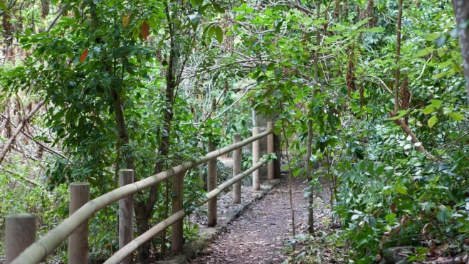 Los Tilos de Moya / HOLA ISLAS CANARIAS
