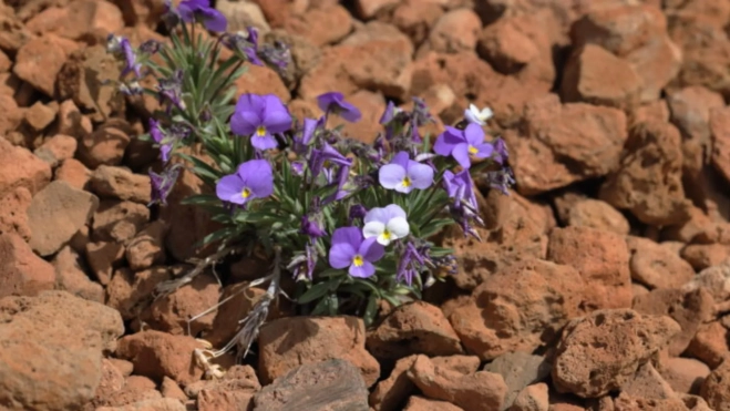 Violeta del Teide / GOBIERNO DE CANARIAS Violeta del Teide / GOBIERNO DE CANARIAS