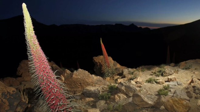 Tajinaste rojo / EFE Tajinaste rojo / EFE