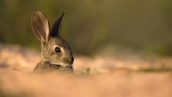 Un conejo del Teide / Europapress Un conejo del Teide / Europapress