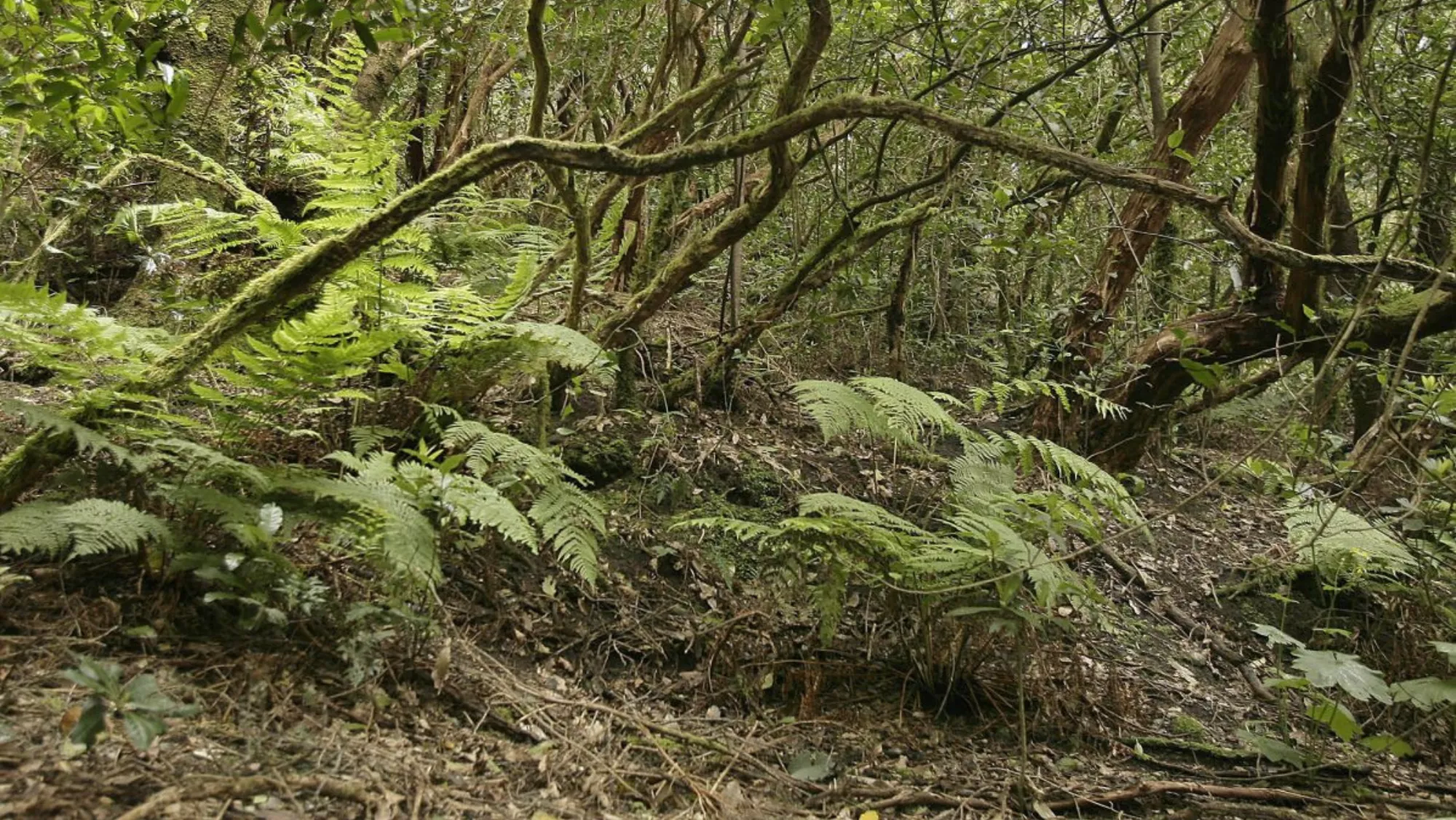 En Cubo de La Galga encontramos bosques de laurisilva y ecosistemas de fayal-brezal en uno de los senderos más bonitos de Canarias./ AH. 