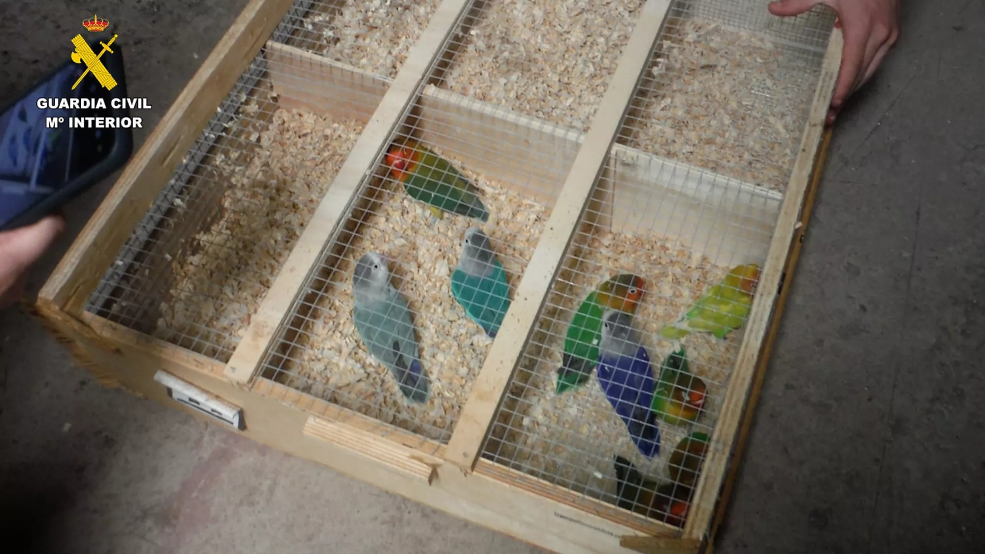 Aves incautadas / GC