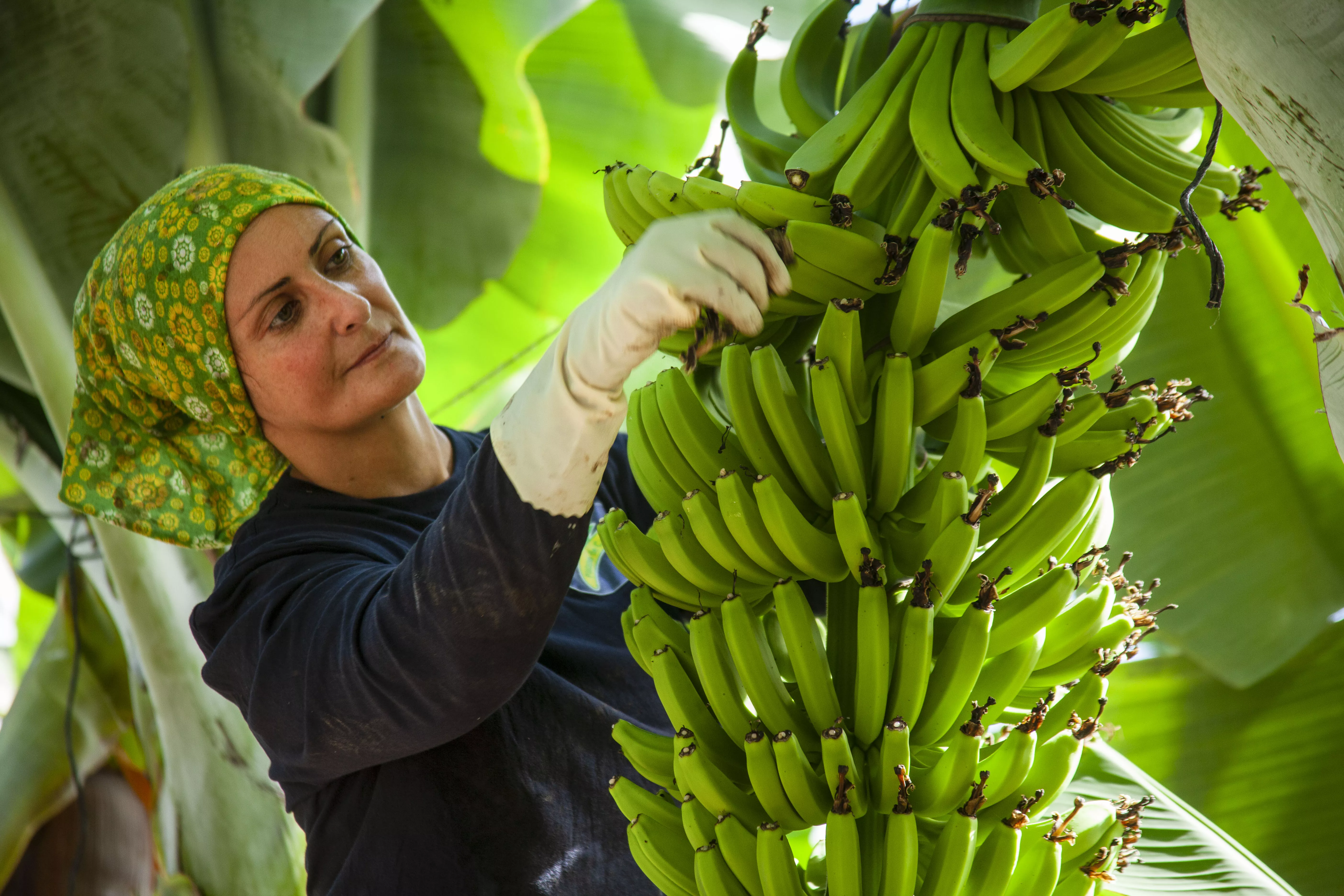 Agricultora en una finca de plátanos / CEDIDA