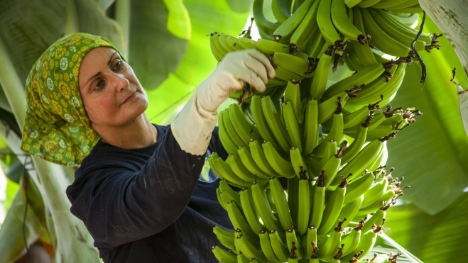 Agricultora en una finca de plátanos / CEDIDA