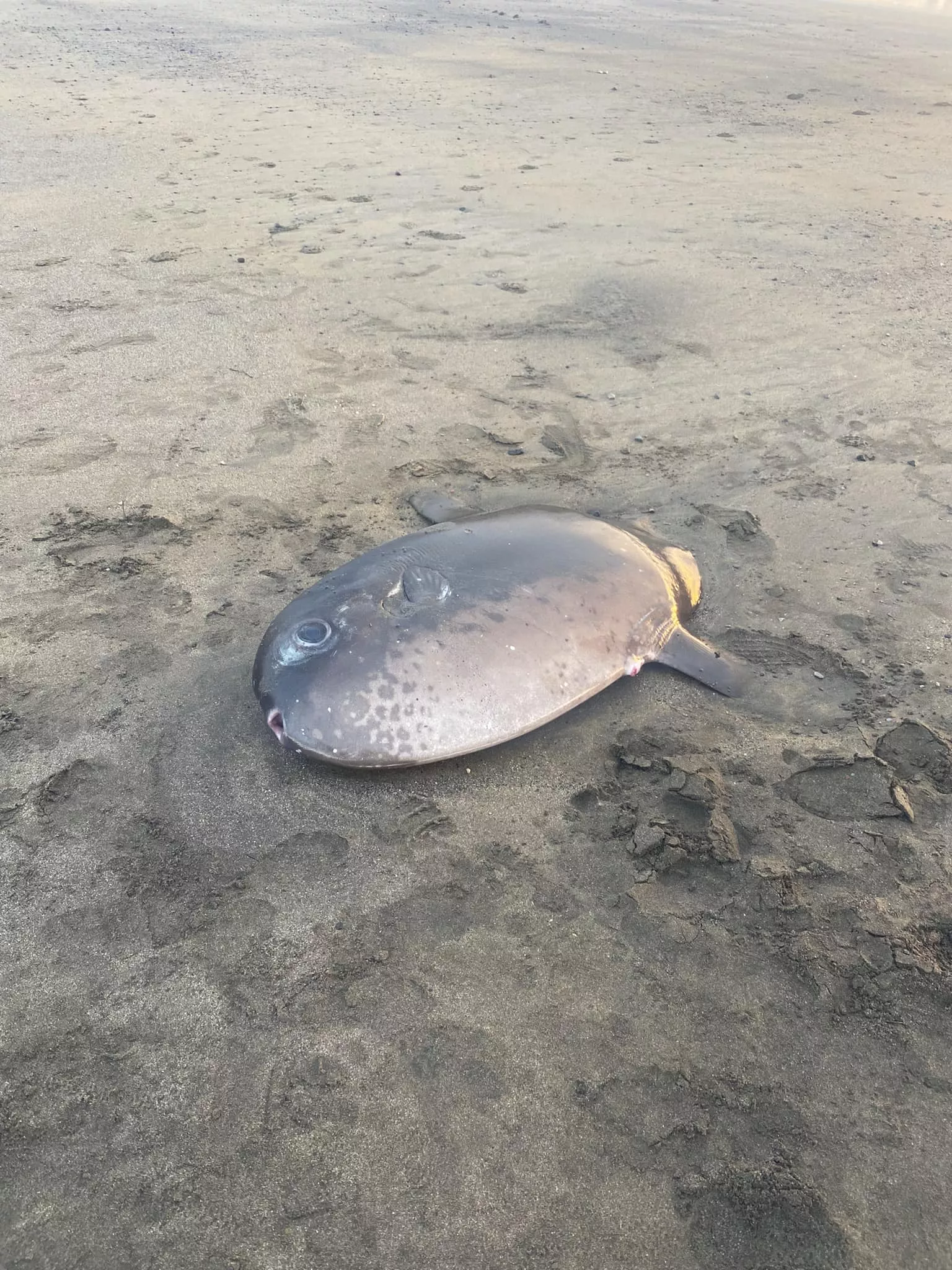 Ejemplar de pez luna muerto en una playa de El Médano ./ KERRIE MURRAY