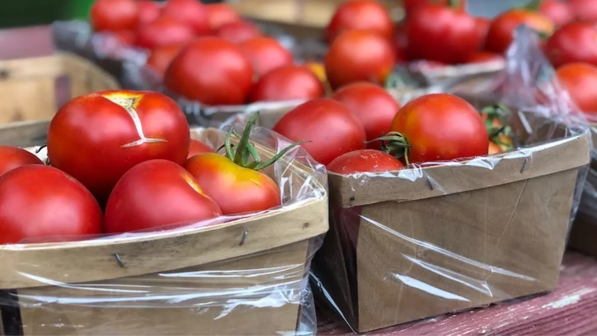 Imagen genérica de la producción de tomates / PEXELS