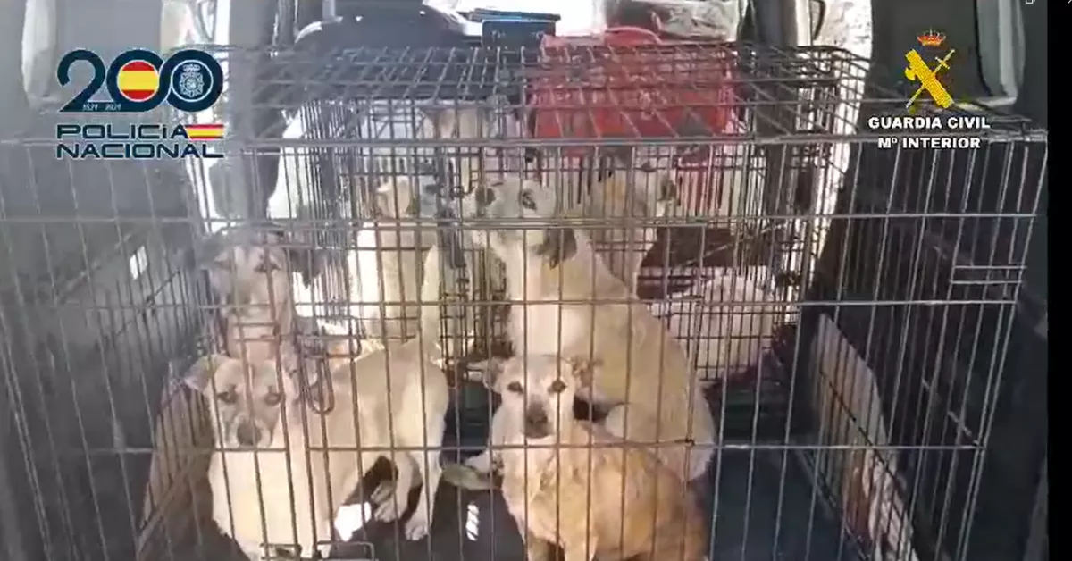 Perros hacinados en una finca en Telde. / POLICÍA NACIONAL