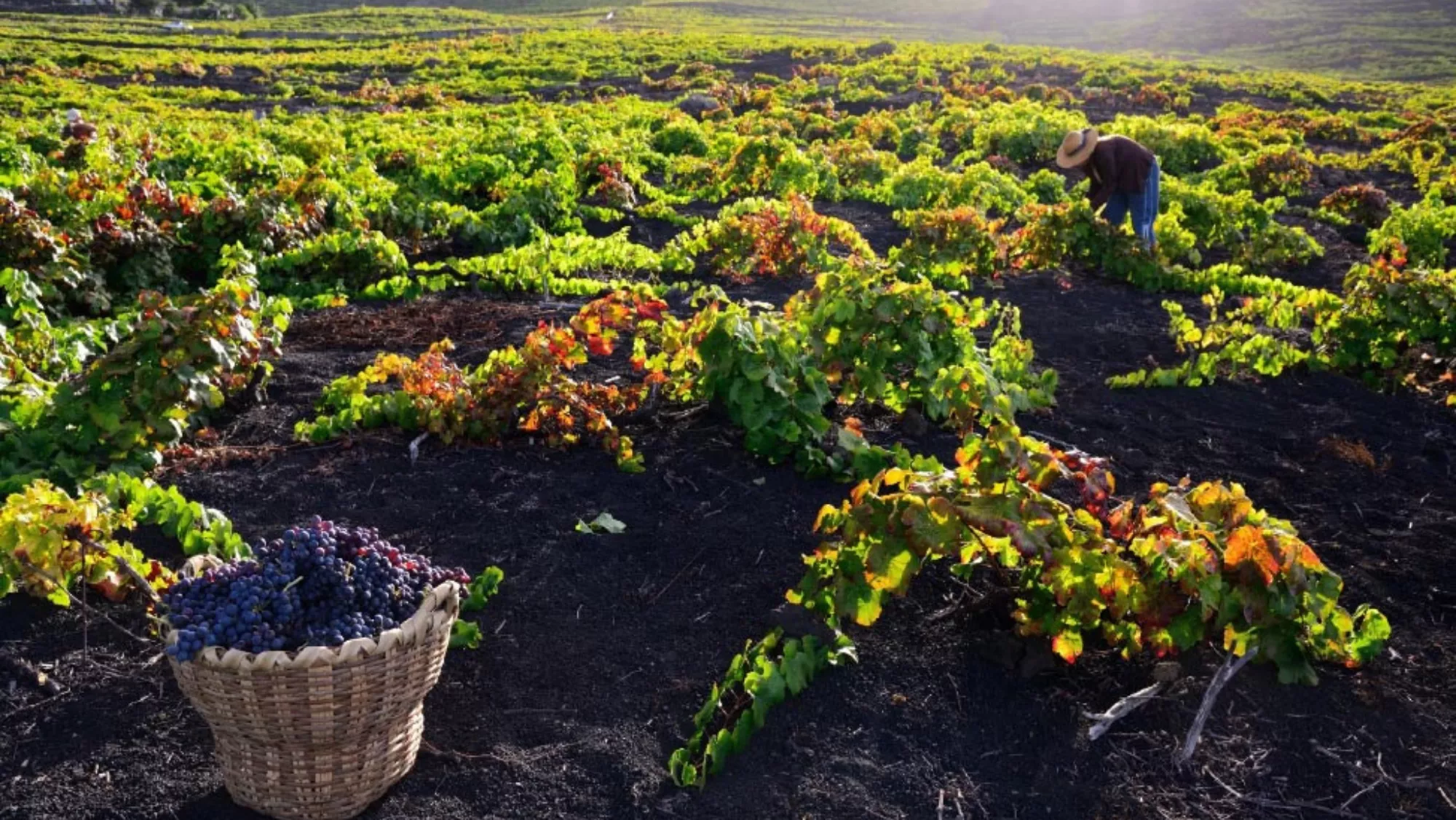 Un viñedo en La Palma./ SABOREA LA PALMA
