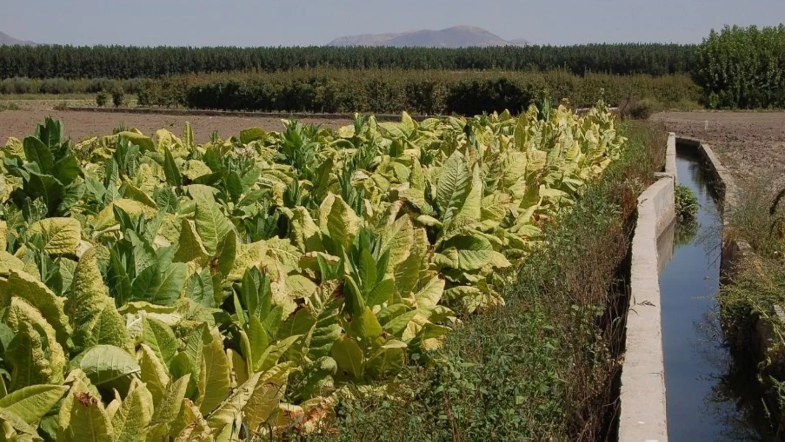 Una plantación de tabaco / EFE