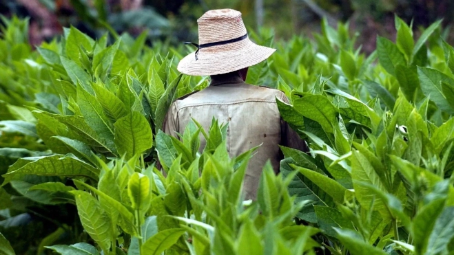 Una planta tabaquera / EFE