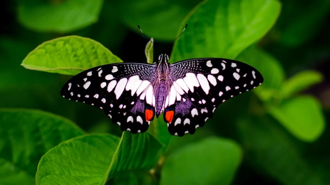 Una de las especies que podemos encontrar en el mariposario / Pexels