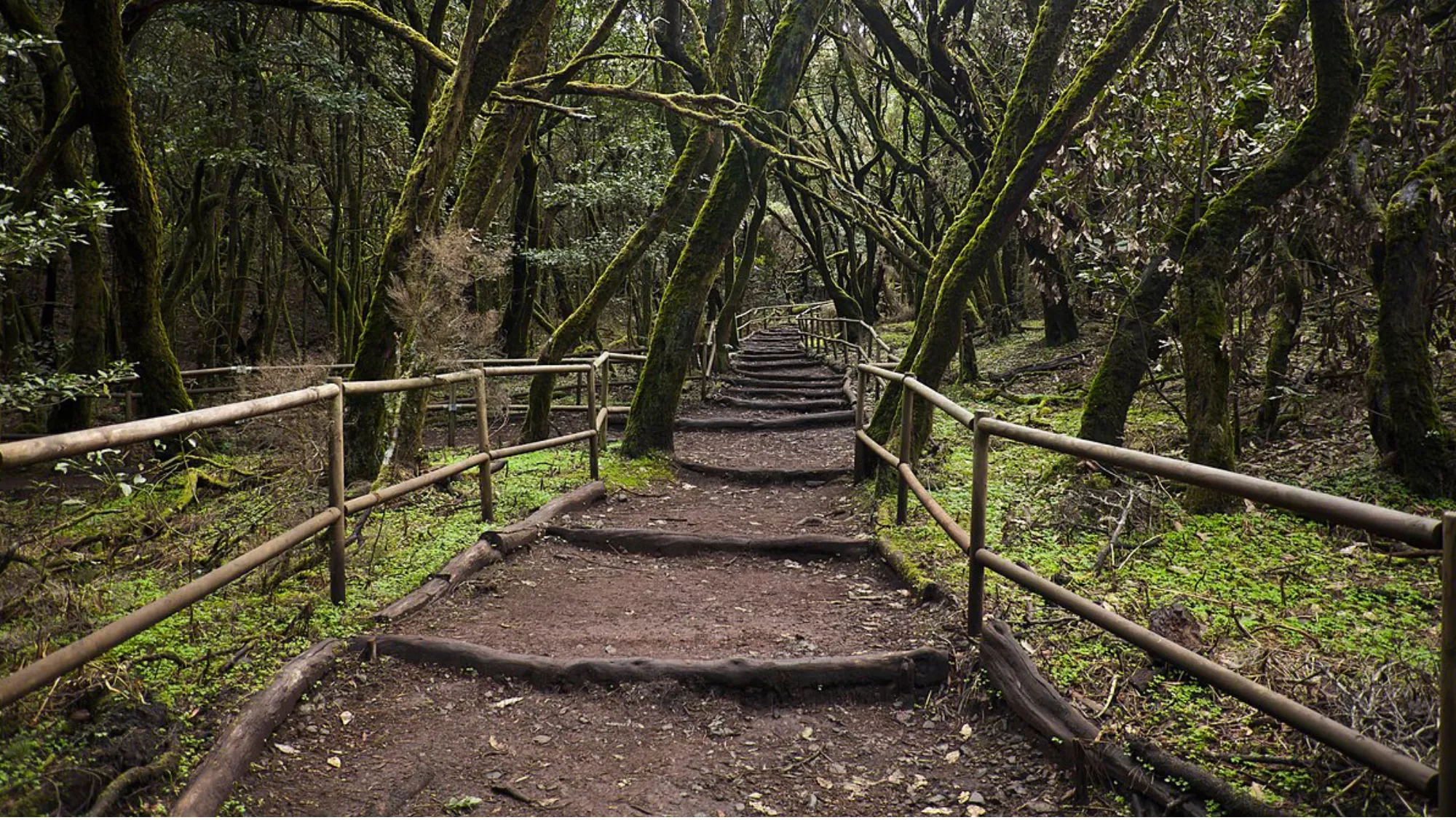 Sendero en el Parque Nacional de Garajonay, en La Gomera. / IMAGEN DE LA RED