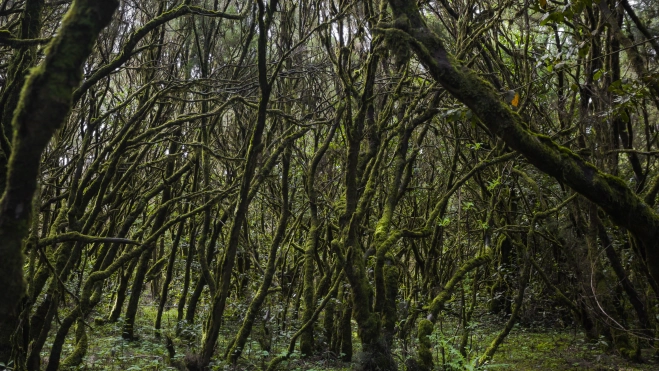 Bosque Encantado, Parque nacional de Garajonay, La Gomera, España, 2012 12 14, DD 14 Bosque Encantado, Parque nacional de Garajonay, La Gomera, España, 2012 12 14, DD 14