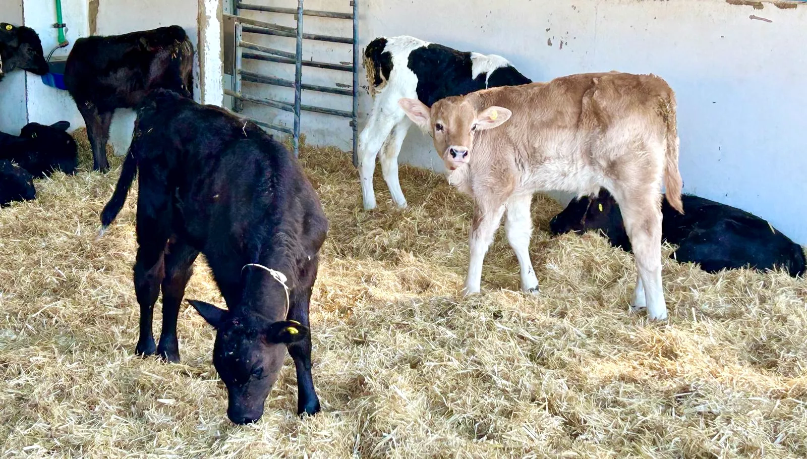 Novillas en las Islas. / GOBIERNO DE CANARIAS