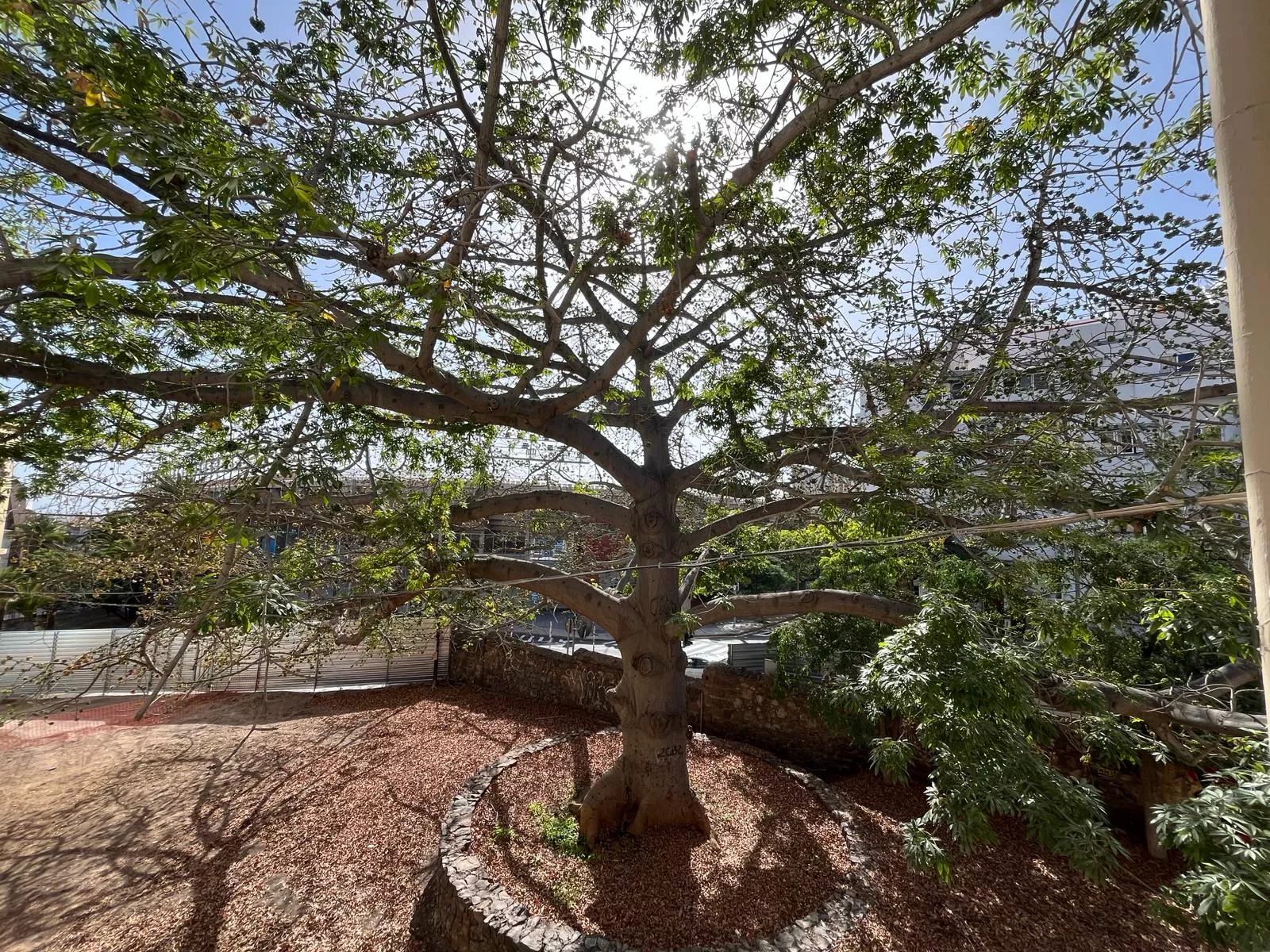 La ceiba protegida en el Parque Vieira y Clavijo / AH