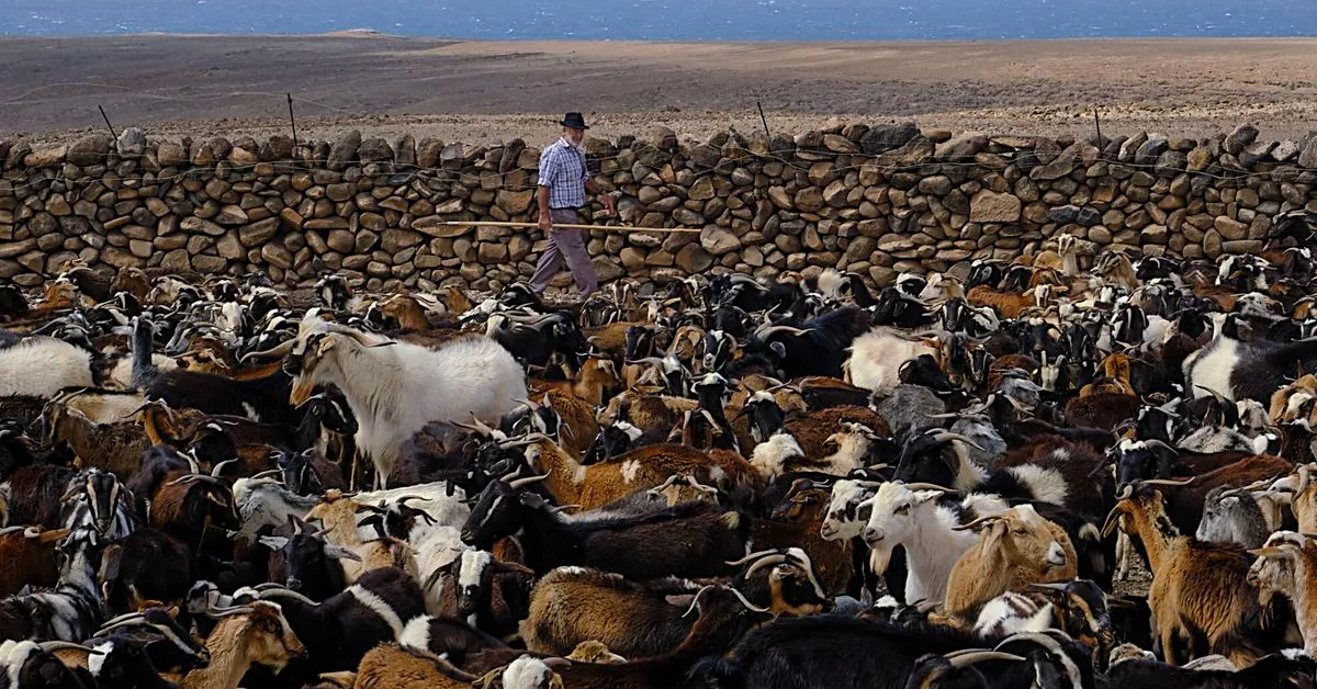 Imagen de una explotación ganadera en Fuerteventura. / JAVIER MELIÁN-EFE Imagen de una explotación ganadera en Fuerteventura. / JAVIER MELIÁN-EFE