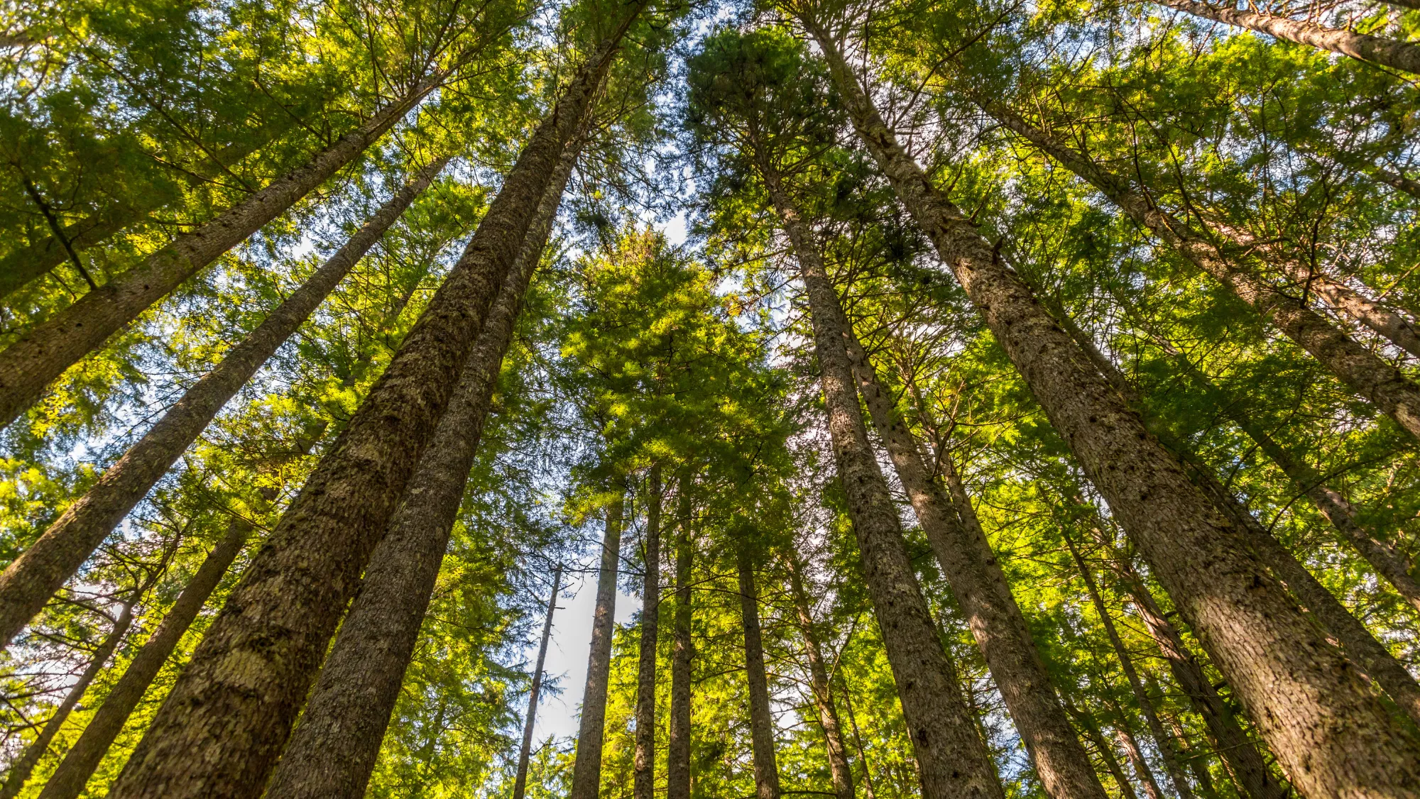 Imagen de árbol alto /AH