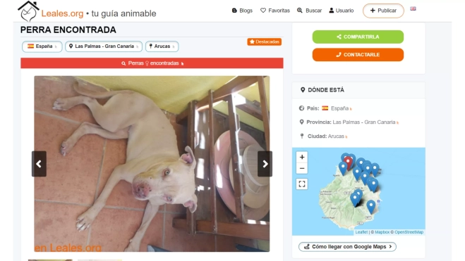 Publicación de Leales.org con las fotos e información de una perra encontrada en Gran Canaria que tuvo dificultades para ser recogida por un albergue