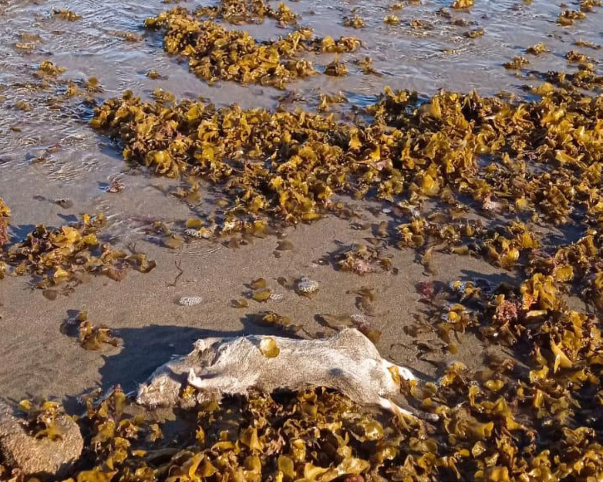 Imagen de la rata ahogada en la playa de Las Canteras / ATLÁNTICO HOY