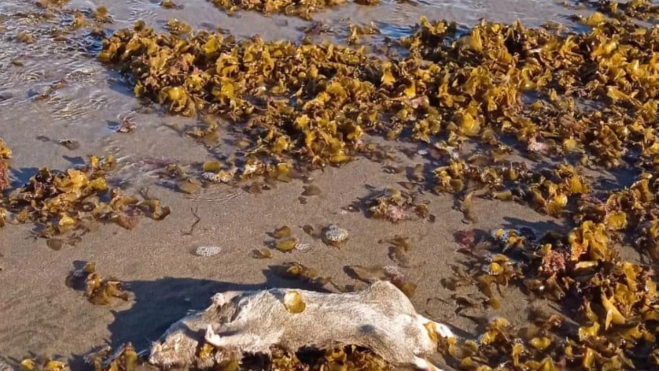 Imagen de la rata ahogada en la playa de Las Canteras / ATLÁNTICO HOY