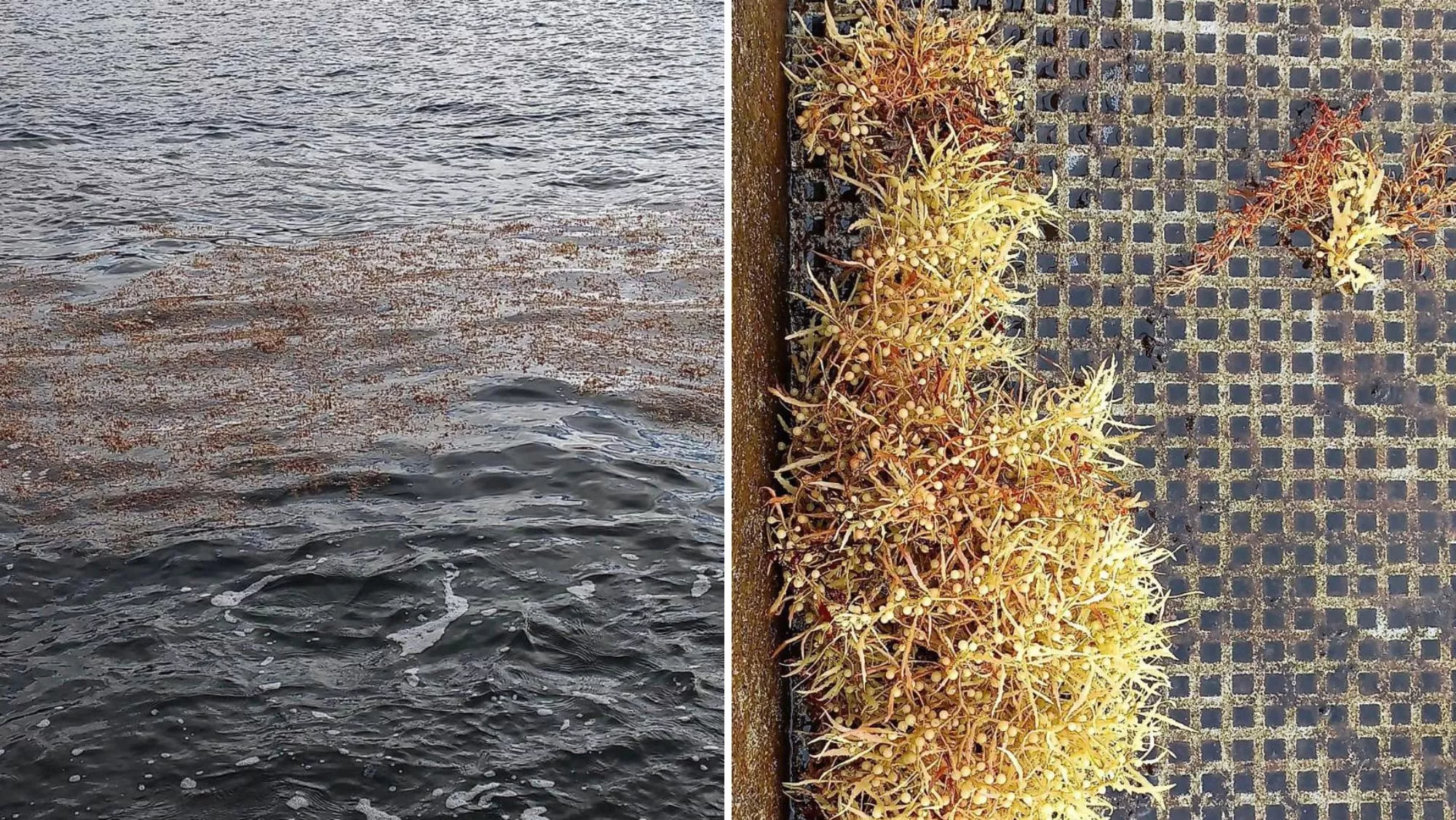 Mancha aparecida el jueves que resultó ser algas / CEDIDAS