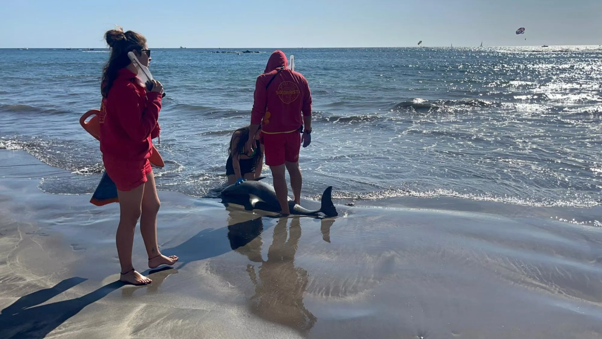 Delfín varado / VÍDEO Y FOTO ATLÁNTICO HOY - BELA CABRERA