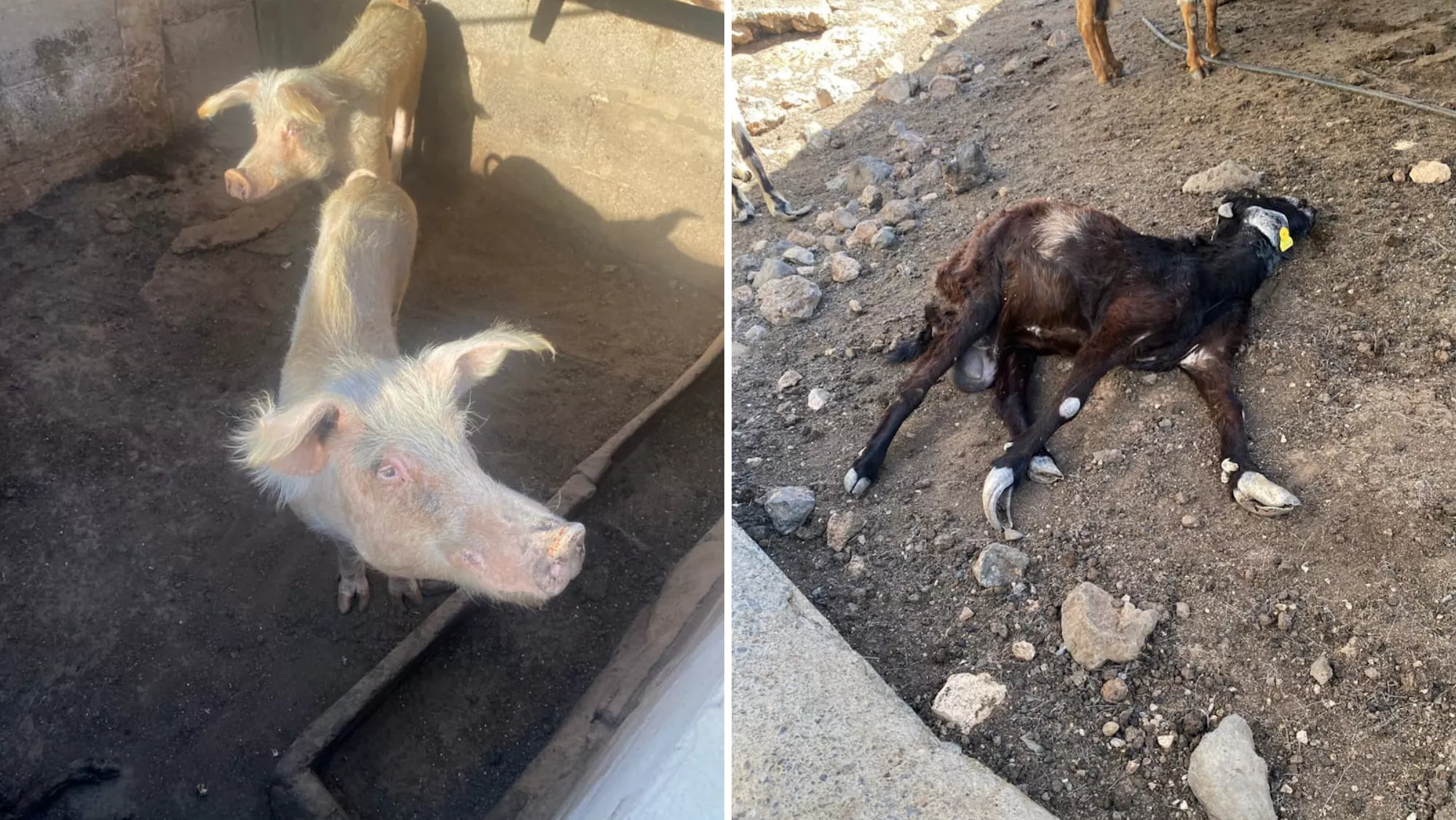 Imágenes de animales maltratados en Gran Canaria / GUARDIA CIVIL 